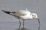 Mouette_rieuse_LeTeich_Parc_Ornithologique_Septembre2006_JN69003