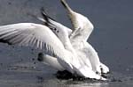 Mouette_rieuse_LeTeich_Parc_Ornithologique_Septembre2006_JN69065