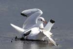 Mouette_rieuse_LeTeich_Parc_Ornithologique_Septembre2006_JN69069