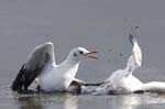 Mouette_rieuse_LeTeich_Parc_Ornithologique_Septembre2006_JN69076
