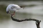 Mouette_rieuse_LeTeich_Parc_Ornithologique_avril2006_MR61569