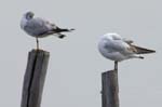 Mouette_rieuse_LeTeich_Parc_Ornithologique_avril2006_MR61570