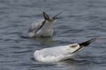 Mouette_rieuse_LeTeich_Parc_Ornithologique_avril2006_MR61571