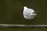 Mouette_rieuse_LeTeich_Parc_Ornithologique_mai2006_MI69695