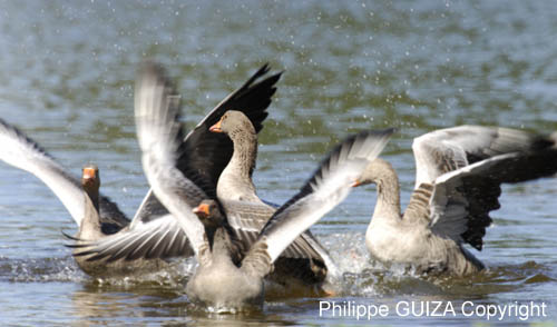 Oie_cendre_LeTeich_Parc_Ornithologique_Septembre2006_JN62091