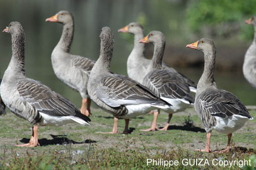 Oie_cendre_LeTeich_Parc_Ornithologique_Septembre2006_JN62118