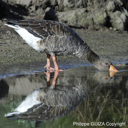 Oie_cendre_LeTeich_Parc_Ornithologique_Septembre2006_JN62620