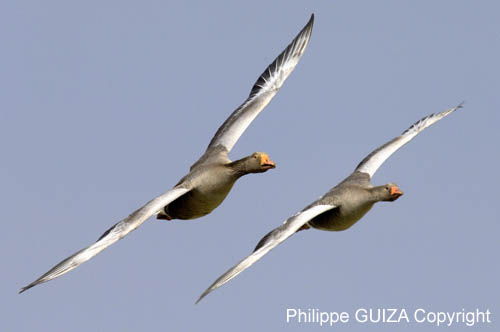 Oie_cendree_LeTeich_Parc_Ornithologique_avril2006_MR61128