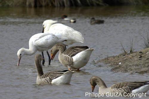 Oie_cendree_LeTeich_Parc_Ornithologique_avril2006_MR61131