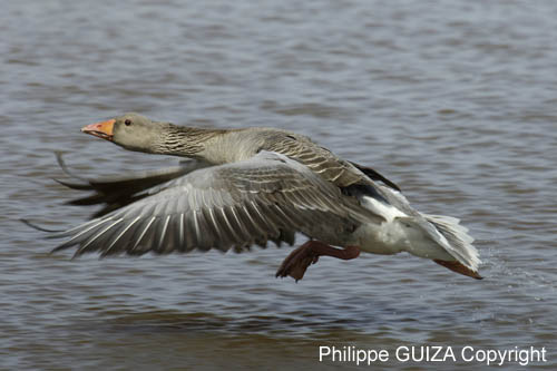 Oie_cendree_LeTeich_Parc_Ornithologique_avril2006_MR61132