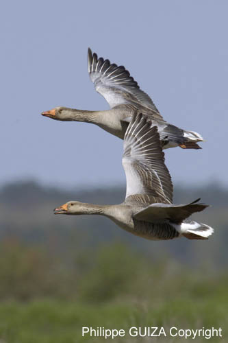 Oie_cendree_LeTeich_Parc_Ornithologique_avril2006_MR61133