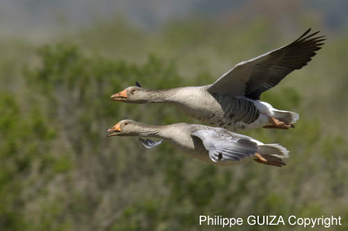 Oie_cendree_LeTeich_Parc_Ornithologique_avril2006_MR61134