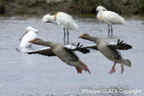 Oie_cendree_LeTeich_Parc_Ornithologique_avril2006_MR61135
