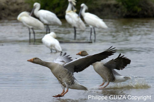 Oie_cendree_LeTeich_Parc_Ornithologique_avril2006_MR61136