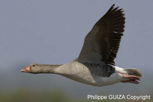 Oie_cendree_LeTeich_Parc_Ornithologique_avril2006_MR61137