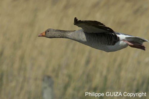 Oie_cendree_LeTeich_Parc_Ornithologique_avril2006_MR61138