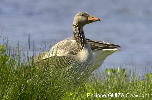 Oie_cendree_LeTeich_Parc_Ornithologique_mai2006_MI66529