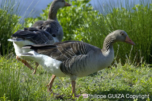 Oie_cendree_LeTeich_Parc_Ornithologique_mai2006_MI66603