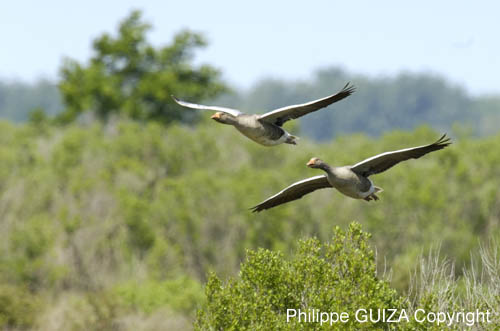 Oie_cendree_LeTeich_Parc_Ornithologique_mai2006_MI67492