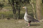Oie_Cendree_Bois_Vincennes_Lac_Minimes_17mars2006_MR67107