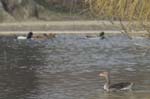 Oie_Cendree_Bois_Vincennes_Lac_Minimes_17mars2006_MR67108