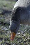 Oie_Cendree_Bois_Vincennes_Lac_Minimes_23mars2006_MR69099