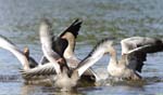 Oie_cendre_LeTeich_Parc_Ornithologique_Septembre2006_JN62091