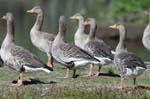Oie_cendre_LeTeich_Parc_Ornithologique_Septembre2006_JN62118