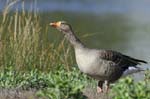 Oie_cendre_LeTeich_Parc_Ornithologique_Septembre2006_JN62166