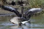 Oie_cendre_LeTeich_Parc_Ornithologique_Septembre2006_JN62537