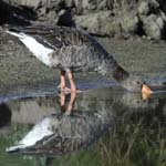 Oie_cendre_LeTeich_Parc_Ornithologique_Septembre2006_JN62620