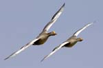 Oie_cendree_LeTeich_Parc_Ornithologique_avril2006_MR61128