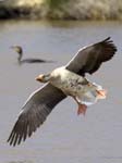 Oie_cendree_LeTeich_Parc_Ornithologique_avril2006_MR61129