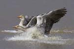 Oie_cendree_LeTeich_Parc_Ornithologique_avril2006_MR61130