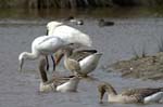 Oie_cendree_LeTeich_Parc_Ornithologique_avril2006_MR61131