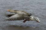 Oie_cendree_LeTeich_Parc_Ornithologique_avril2006_MR61132