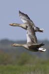 Oie_cendree_LeTeich_Parc_Ornithologique_avril2006_MR61133
