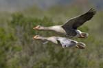 Oie_cendree_LeTeich_Parc_Ornithologique_avril2006_MR61134