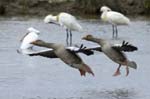 Oie_cendree_LeTeich_Parc_Ornithologique_avril2006_MR61135