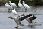 Oie_cendree_LeTeich_Parc_Ornithologique_avril2006_MR61136