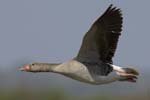 Oie_cendree_LeTeich_Parc_Ornithologique_avril2006_MR61137