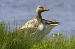 Oie_cendree_LeTeich_Parc_Ornithologique_mai2006_MI66529