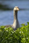 Oie_cendree_LeTeich_Parc_Ornithologique_mai2006_MI66588