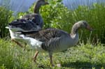 Oie_cendree_LeTeich_Parc_Ornithologique_mai2006_MI66603