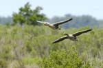 Oie_cendree_LeTeich_Parc_Ornithologique_mai2006_MI67492