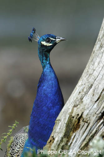 Paon_male_LeTeich_parc_Ornithologique_Septembre2006_JN64336