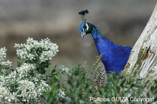 Paon_male_LeTeich_parc_Ornithologique_Septembre2006_JN64338