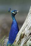 Paon_male_LeTeich_parc_Ornithologique_Septembre2006_JN64336