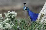 Paon_male_LeTeich_parc_Ornithologique_Septembre2006_JN64338