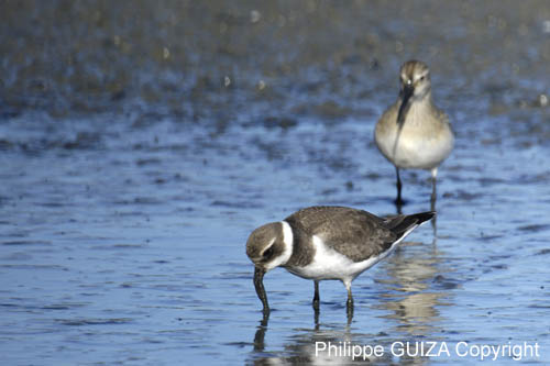 Petit_gravelot_LeTeich_Parc_Ornithologique_Septembre2006_JN61924